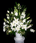 Visser's White Pillar Arrg.