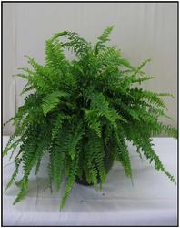 Boston Flower Delivery on Boston Fern Plant42 This Boston Fern Arrives In A Lightweight