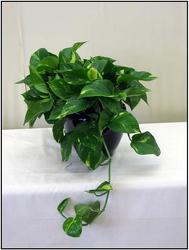 Golden Pothos from Visser's Florist and Greenhouses in Anaheim, CA