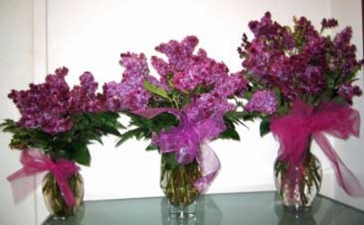 Lovely Lilac from Visser's Florist and Greenhouses in Anaheim, CA