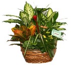 /images/75_basketlg.jpg Big European Garden