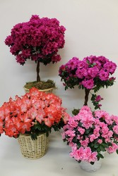 Spring Wishes  from Visser's Florist and Greenhouses in Anaheim, CA