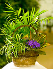 European Garden