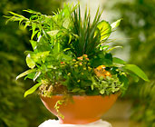 European Garden