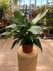 Spathiphyllum Peace Lily from Visser's Florist and Greenhouses in Anaheim, CA