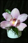 Visser's Light Pink Cymbidium Bout.