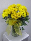 Sunny Yellow Daisies