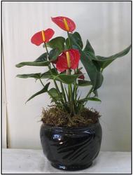 Anthurium from Visser's Florist and Greenhouses in Anaheim, CA