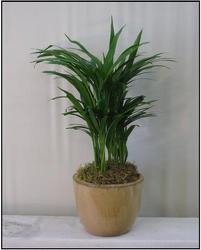Areca from Visser's Florist and Greenhouses in Anaheim, CA