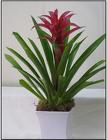 /images/brom02_Smalllg.jpg bromeliad