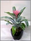 /images/brom_Smalllg.jpg Bromeliad Fasciata