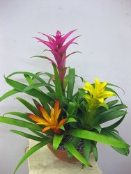 Bromiliad Trio from Visser's Florist and Greenhouses in Anaheim, CA