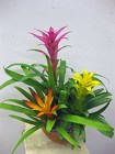 Bromiliad Trio