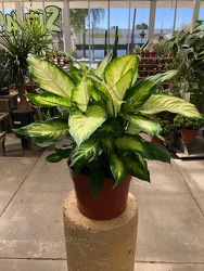 Dieffenbachia Camille from Visser's Florist and Greenhouses in Anaheim, CA