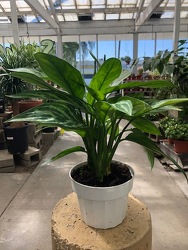 Aglaonema Cutlass Chinese Evergreen from Visser's Florist and Greenhouses in Anaheim, CA