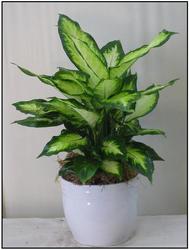 Dieffenbachia from Visser's Florist and Greenhouses in Anaheim, CA