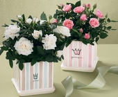 Baby Princess Planter
