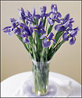 Blooming Iris