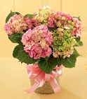 Pink Hydrangea Planter