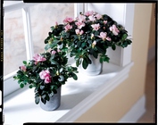 Azalea (Small)