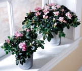 Azalea (Large)