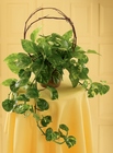Under the Vine Planter
