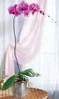 Lavender Phalaenopsis Orchid
