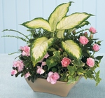 Garden of Grace Planter