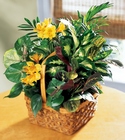 A Bit of Sunshine Basket
