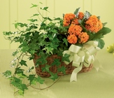 Kalanchoe & Ivy Planter