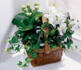 White Assortment Basket