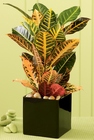 Croton Plant