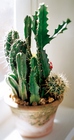 Cactus Garden