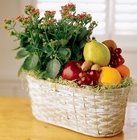 Fruits & Flowers