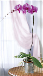 Phalaenopsis Lavender Orchid