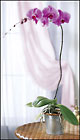 Phalaenopsis Lavender Orchid