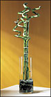 Curly Bamboo Arrangement