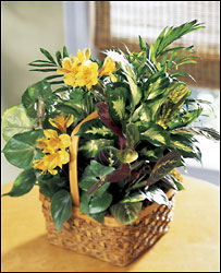 A Bit Of Sunshine Basket