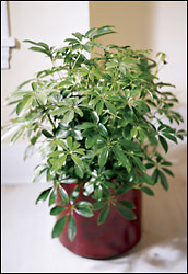 Schefflera Arboricola