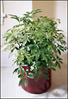 Schefflera Arboricola