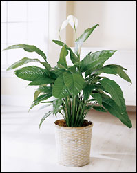 Spathiphyllum (Peace Lily) from Visser's Florist and Greenhouses in Anaheim, CA