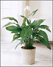 Spathiphyllum (Peace Lily)