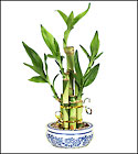 Lucky Bamboo
