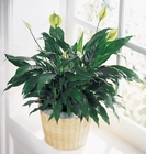 Peace & Serenity Planter