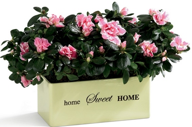 Home Sweet Home Planter from Visser's Florist and Greenhouses in Anaheim, CA