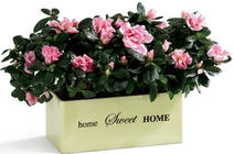 Home Sweet Home Planter