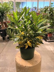 Croton 'Gold Dust' from Visser's Florist and Greenhouses in Anaheim, CA
