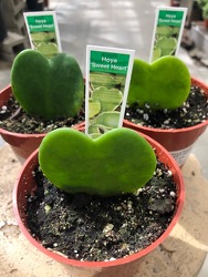 Hoya Kerriii  'Sweet Heart' from Visser's Florist and Greenhouses in Anaheim, CA