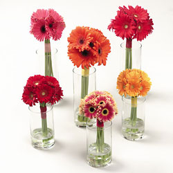 Gerbera Bouquets