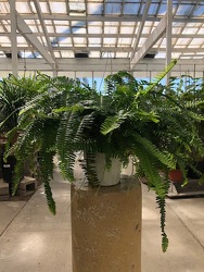 Kimberly Queen Fern from Visser's Florist and Greenhouses in Anaheim, CA